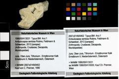 Foto (Objekt + Etiketten) von Ambulocapsa sentosa (Robins, Feldmann & Schweitzer, 2013) 